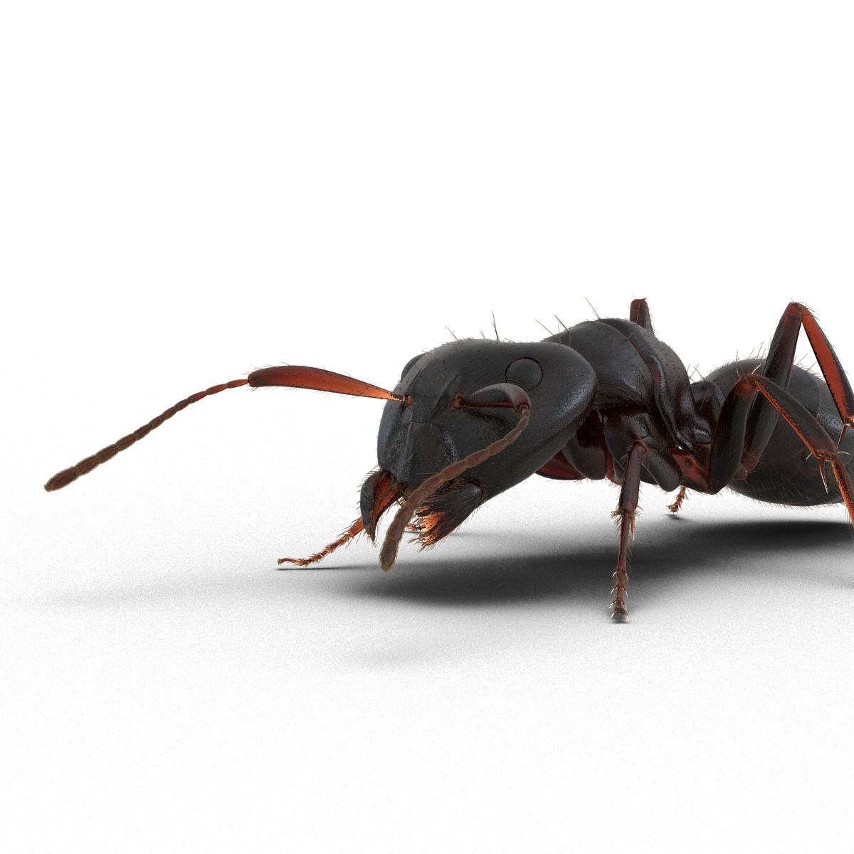 3D model Black Ant with Fur Pose 3