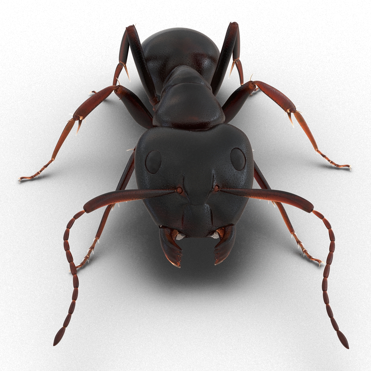 3D Black Ant Pose 3