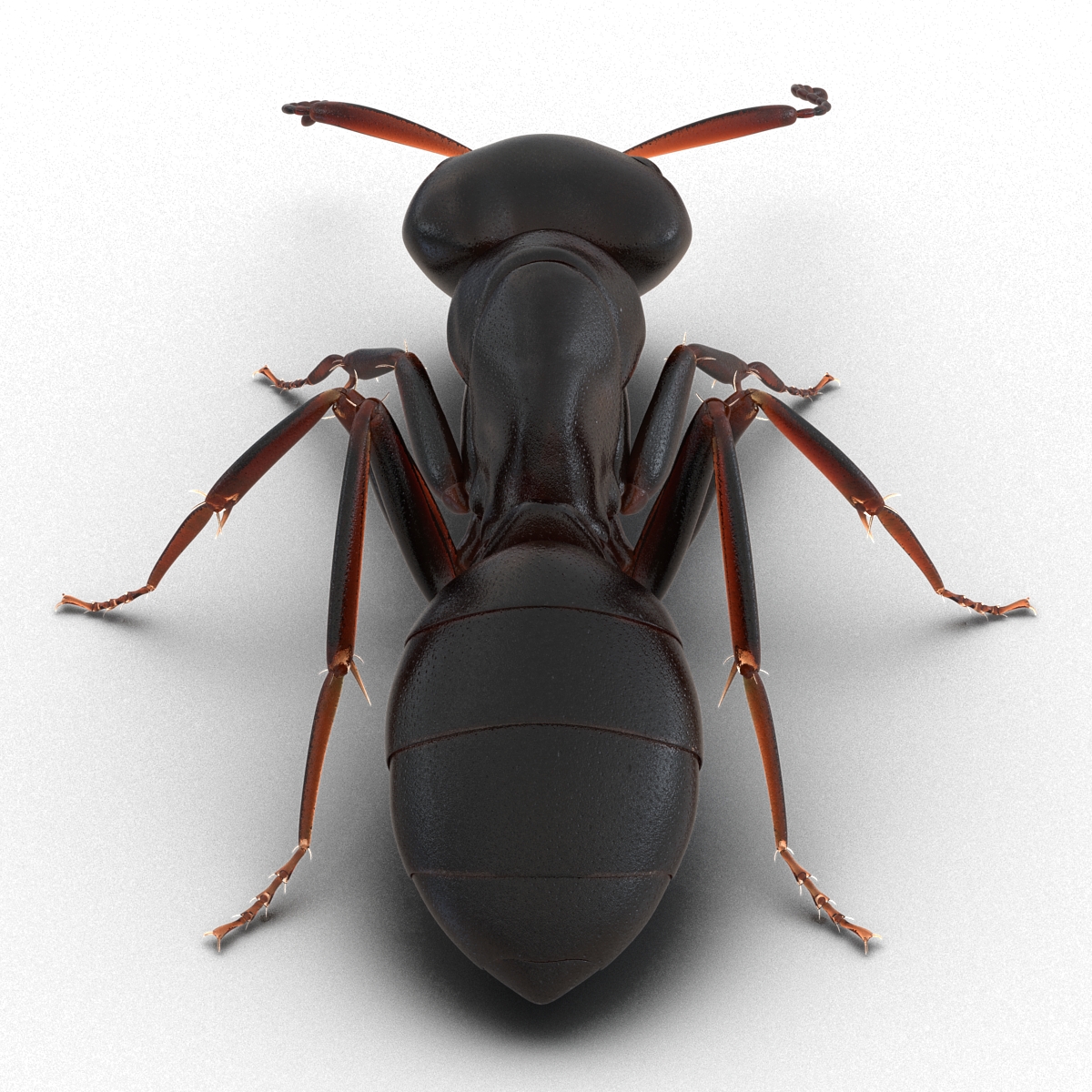 3D Black Ant Pose 3