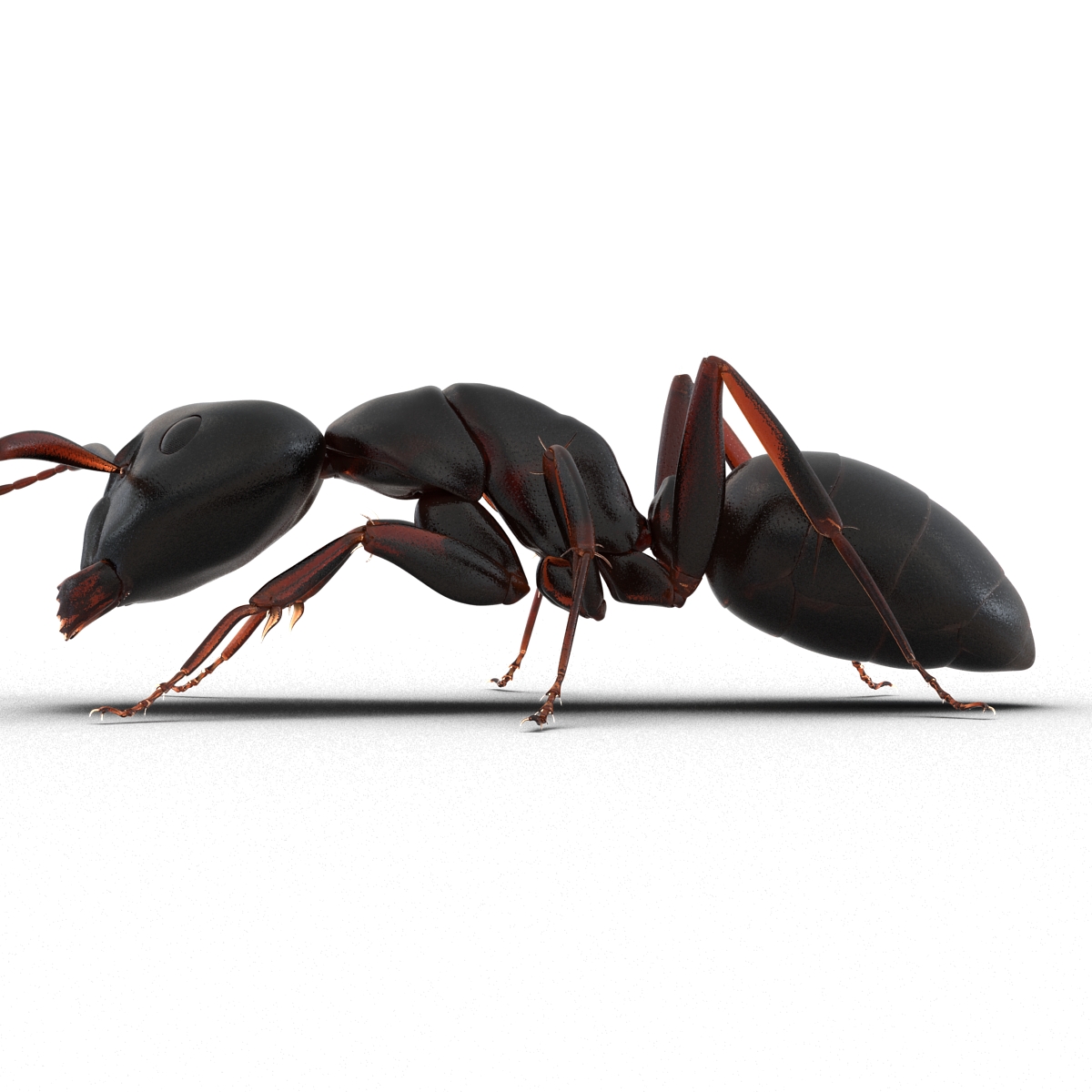 3D Black Ant Pose 3