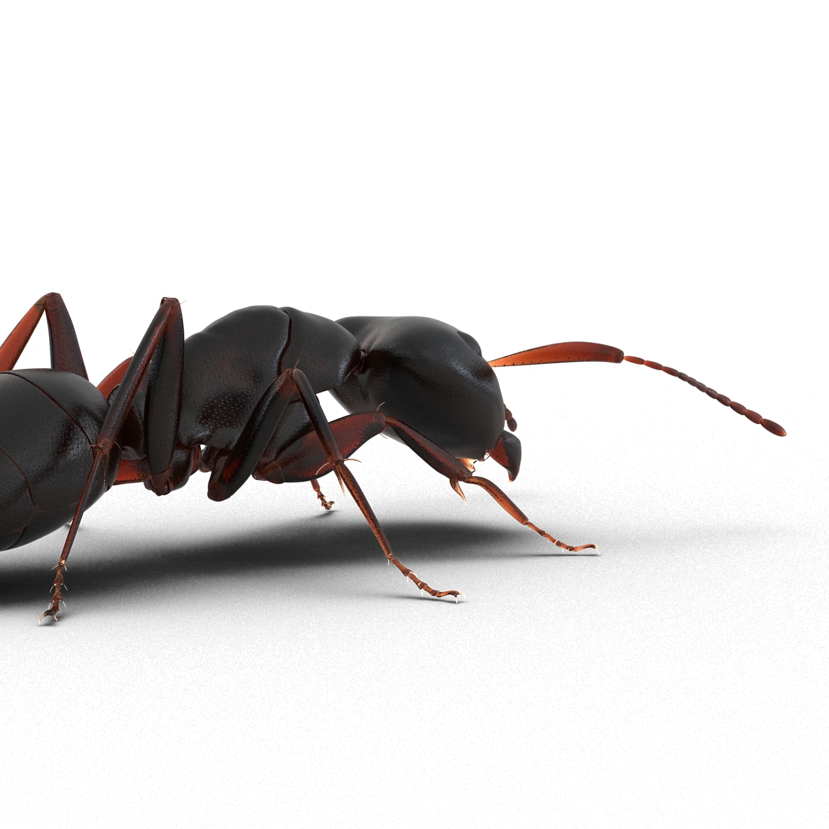 3D Black Ant Pose 3