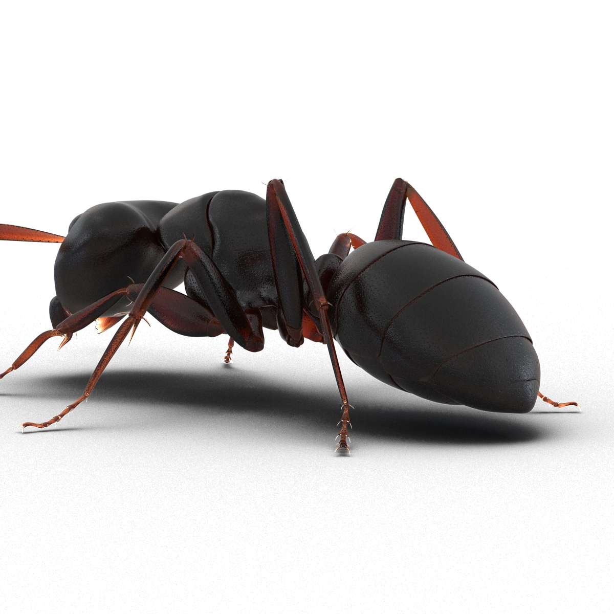 3D Black Ant Pose 3