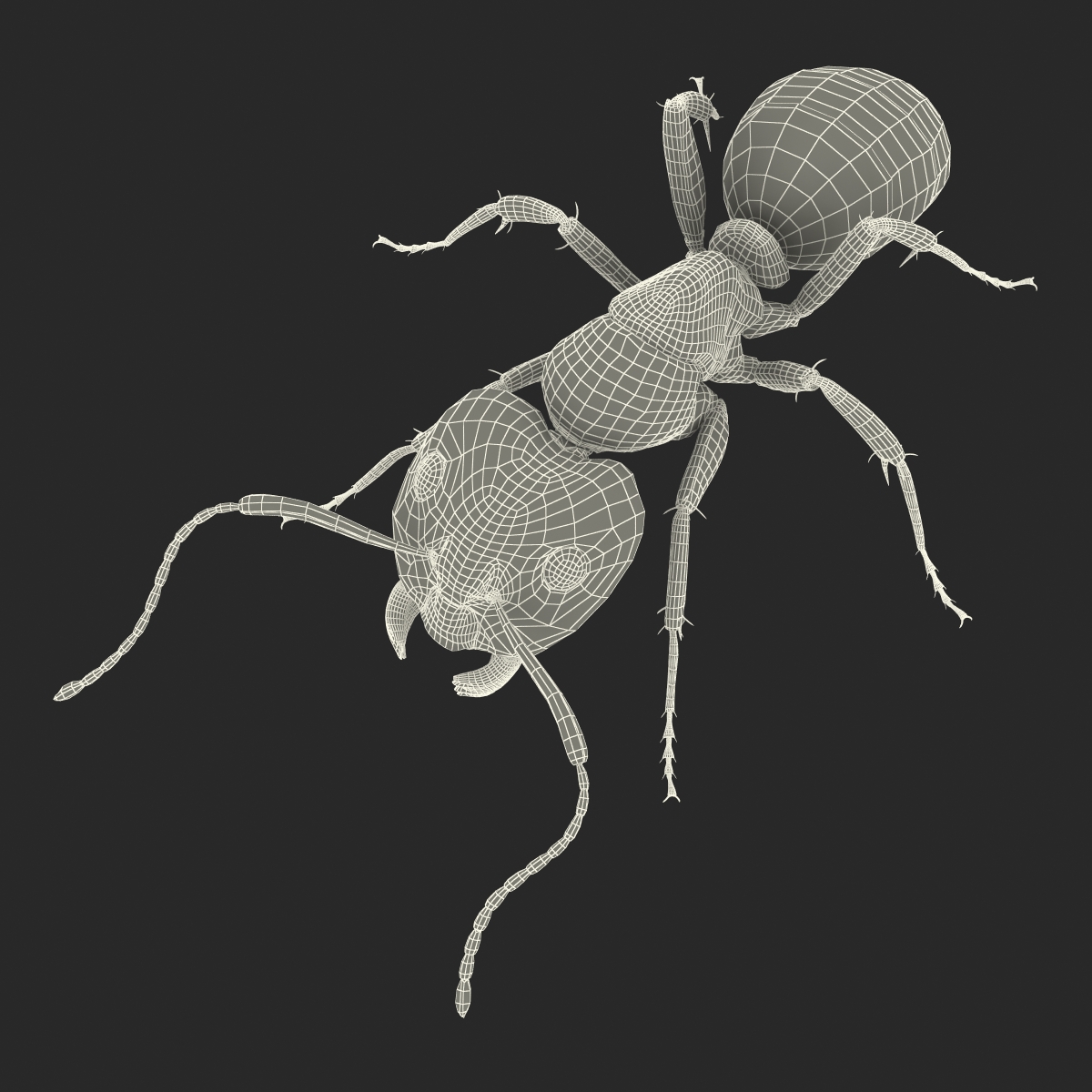 3D Black Ant Pose 3