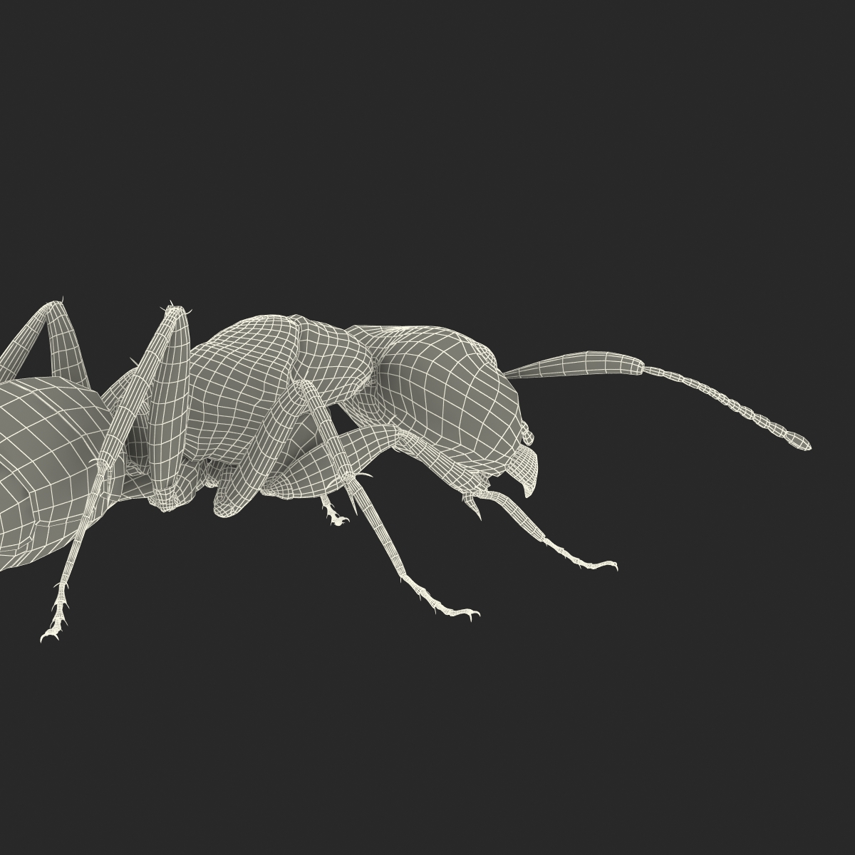 3D Black Ant Pose 3