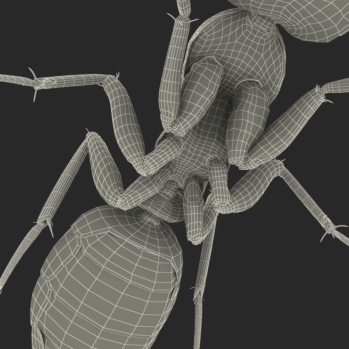 3D Black Ant Pose 3