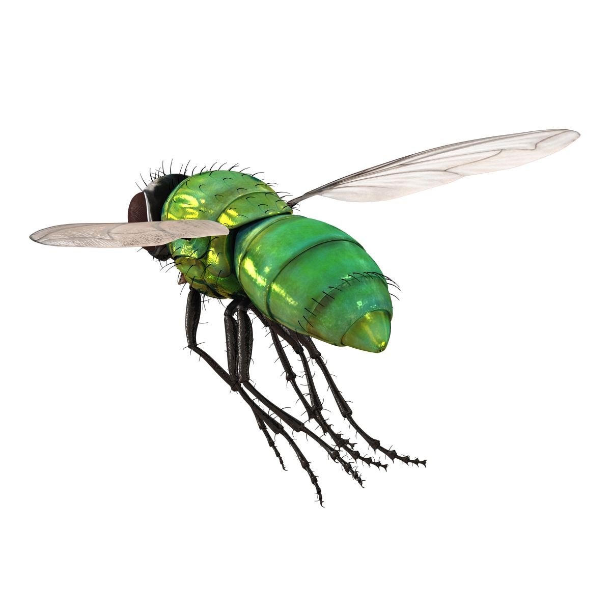 3D Green Bottle Fly Pose 3 model