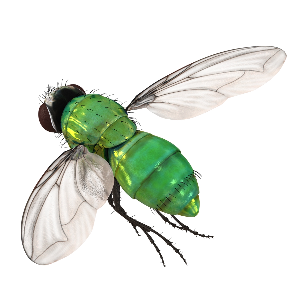 3D Green Bottle Fly Pose 3 model