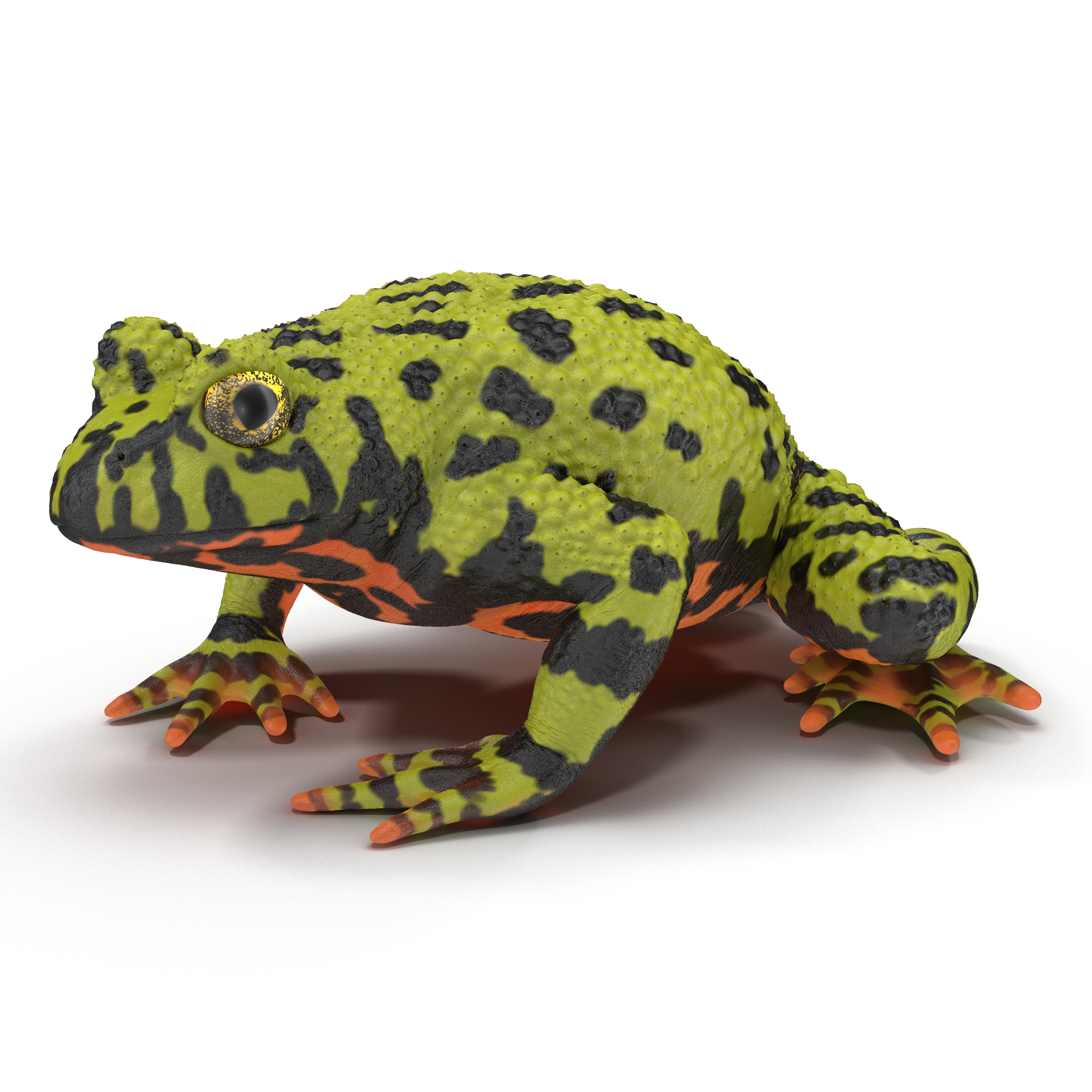 Fire Bellied Toad Frog Pose 2 3D model