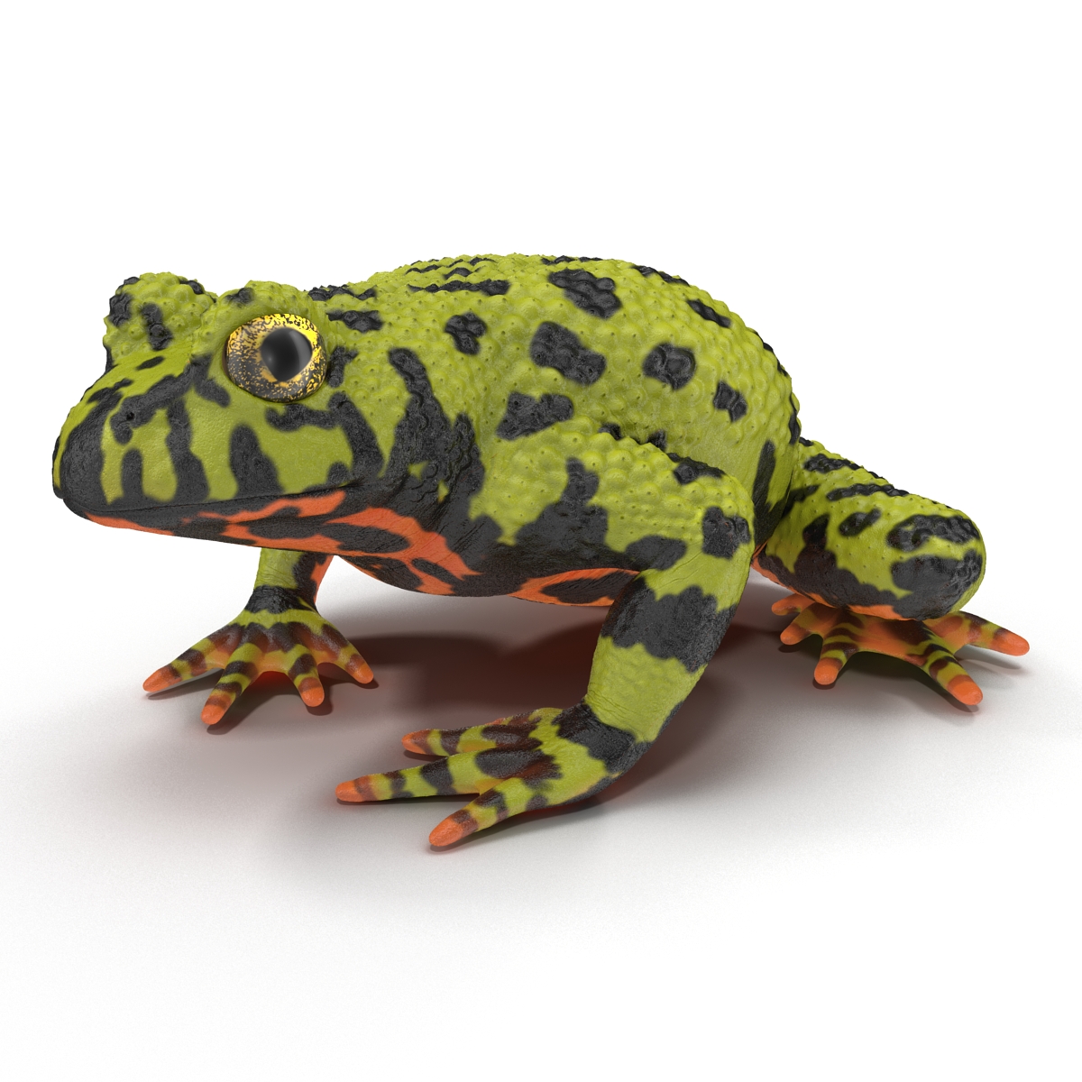 Fire Bellied Toad Frog Pose 2 3D model