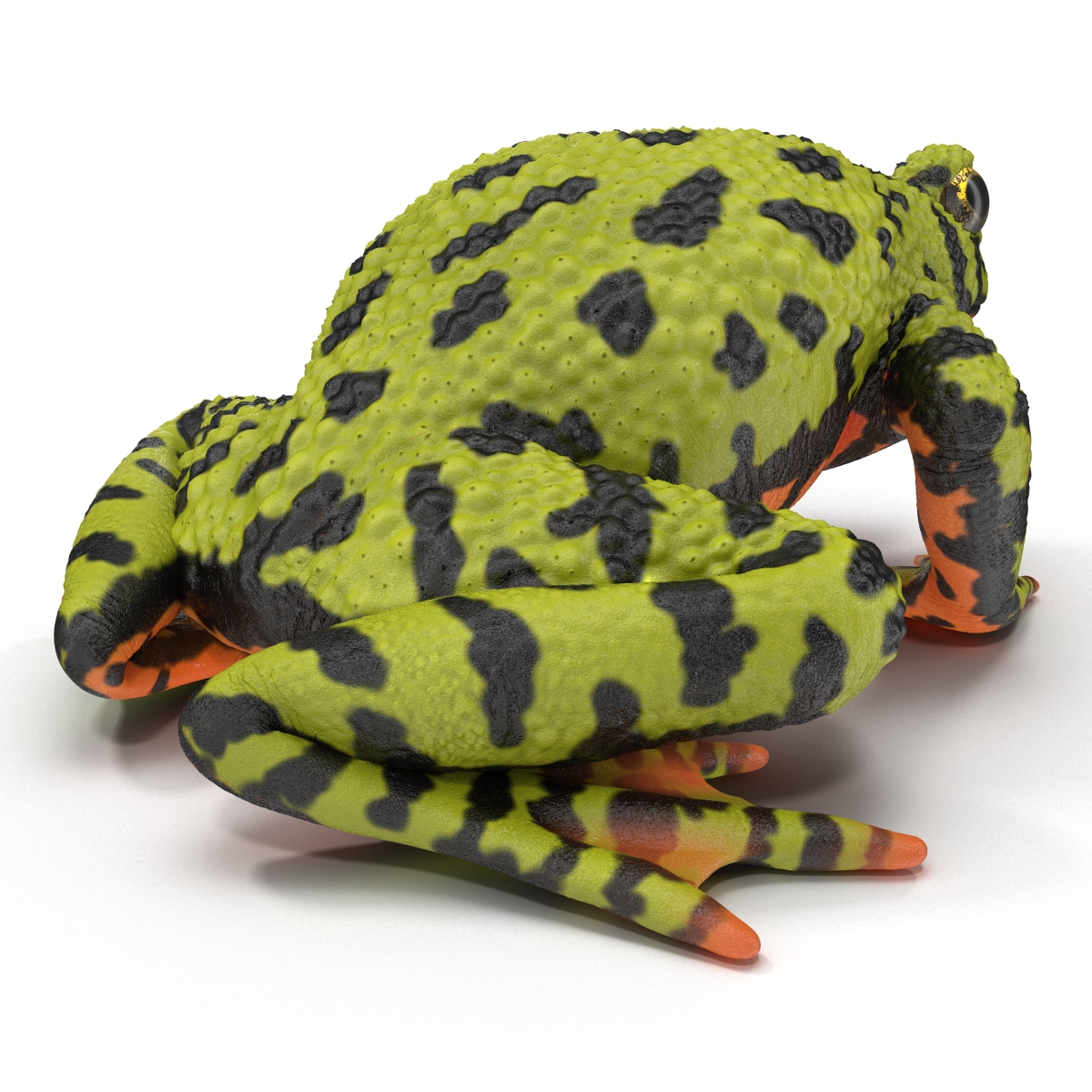 Fire Bellied Toad Frog Pose 2 3D model