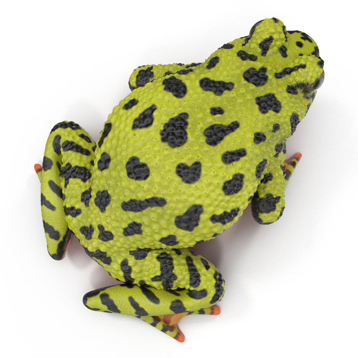 Fire Bellied Toad Frog Pose 2 3D model