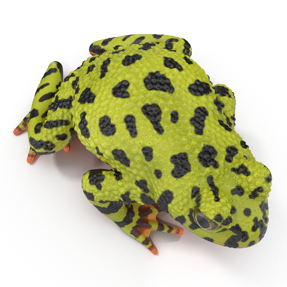 Fire Bellied Toad Frog Pose 2 3D model