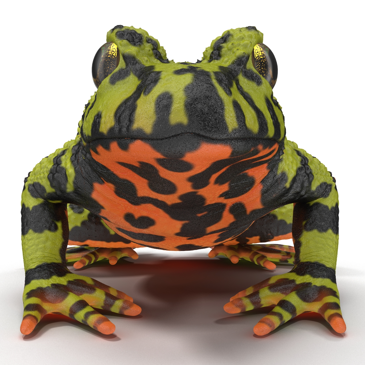 Fire Bellied Toad Frog Pose 2 3D model