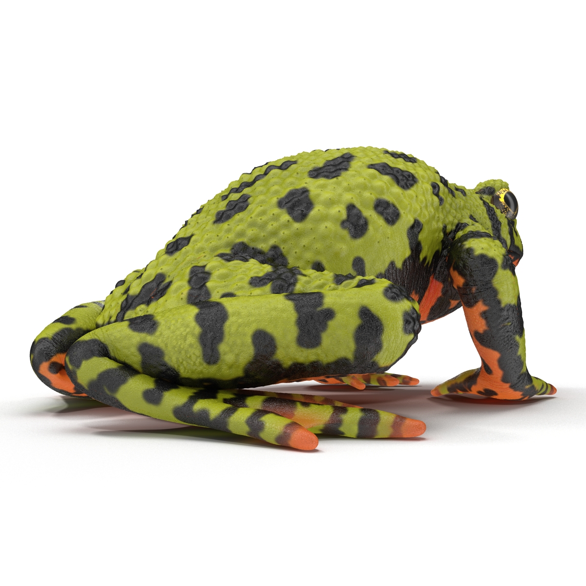 Fire Bellied Toad Frog Pose 2 3D model