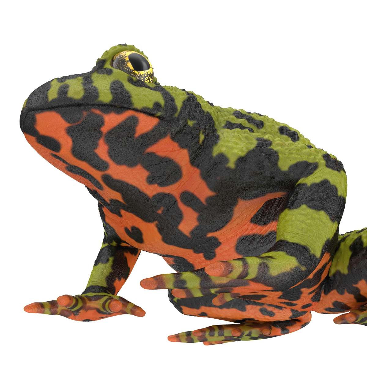 Fire Bellied Toad Frog Pose 2 3D model