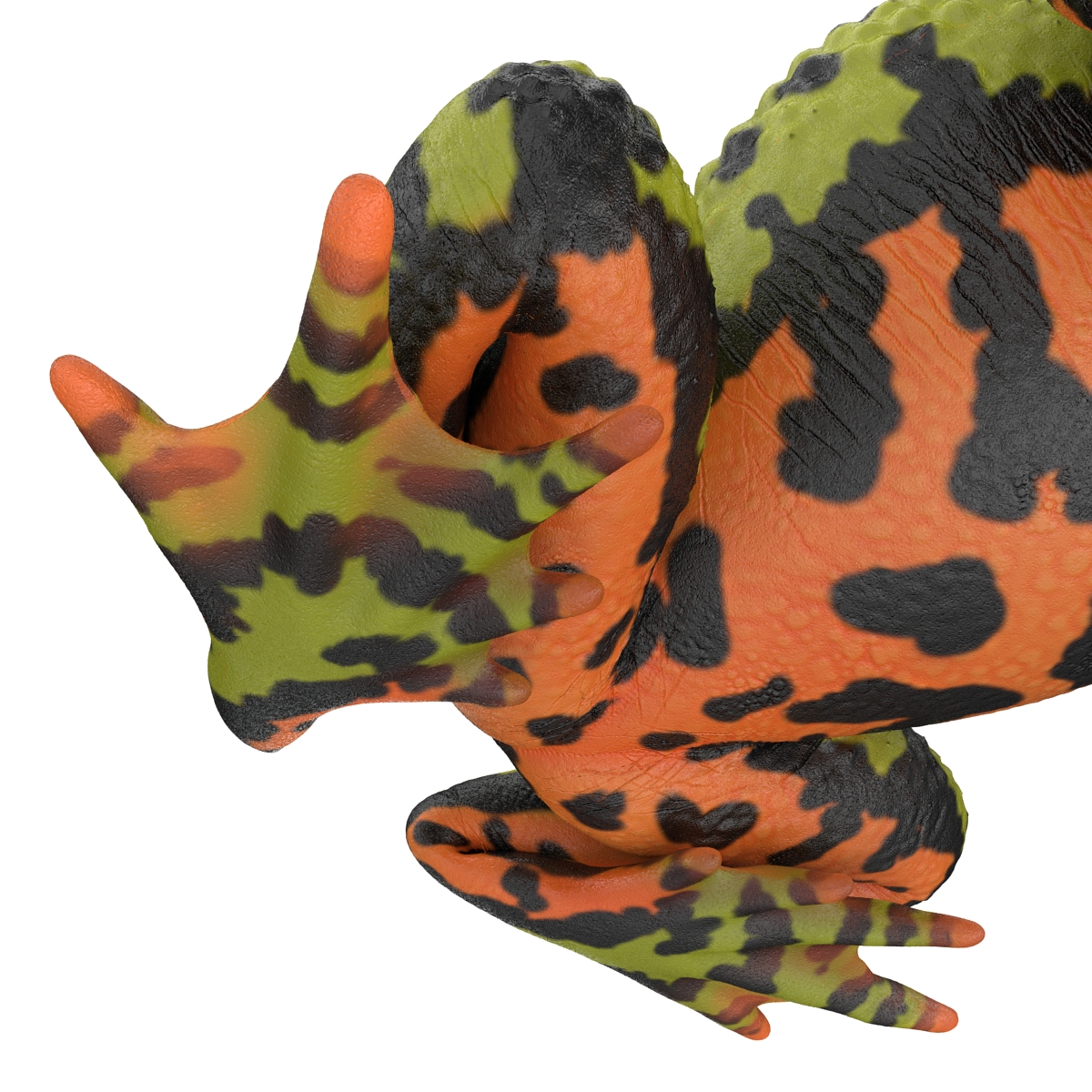 Fire Bellied Toad Frog Pose 2 3D model