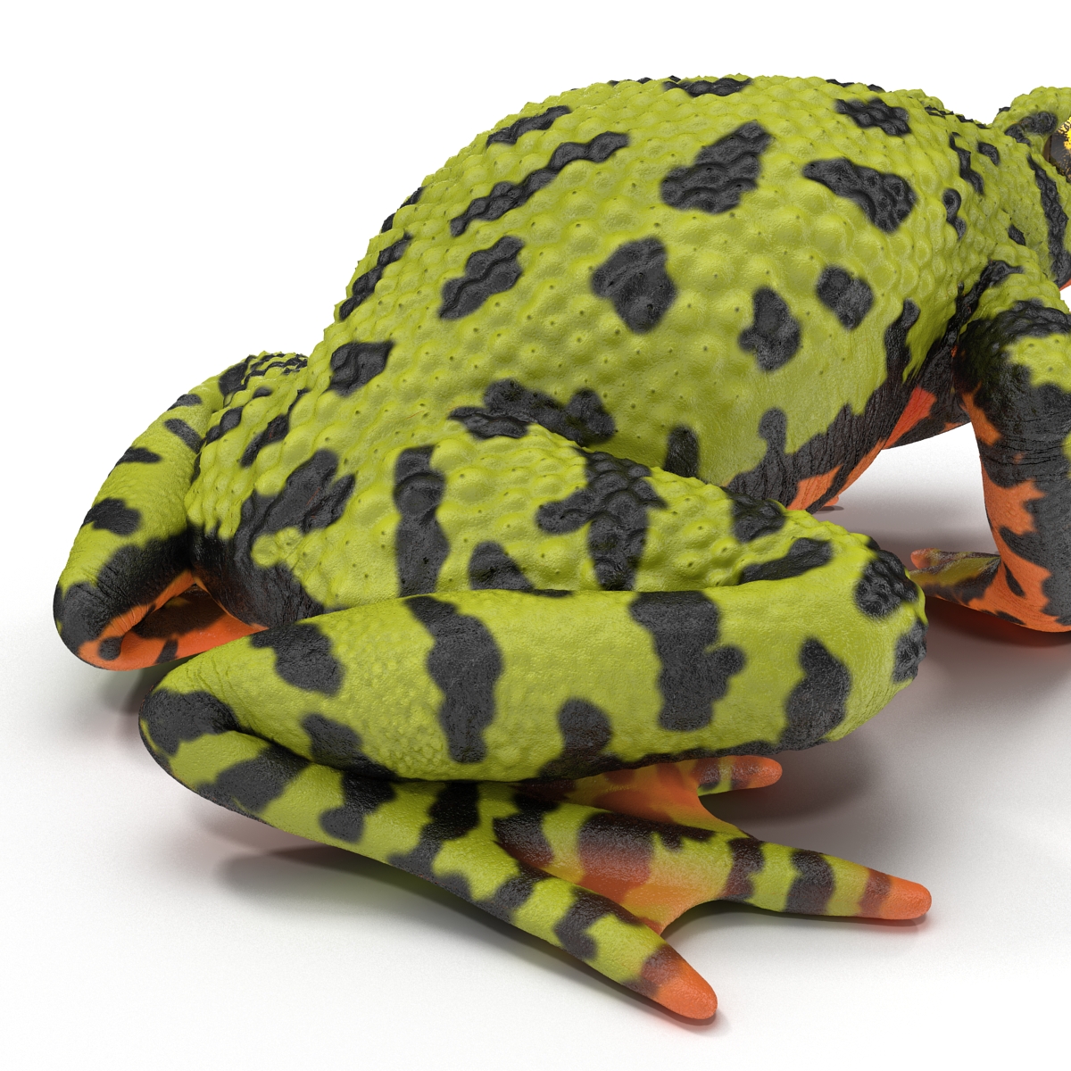 Fire Bellied Toad Frog Pose 2 3D model