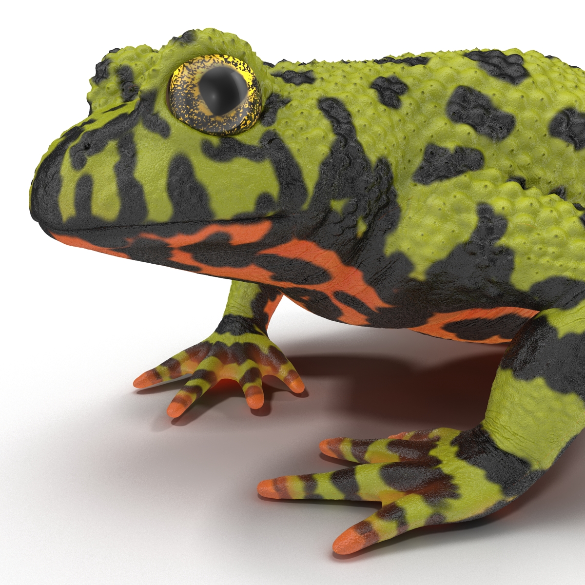 Fire Bellied Toad Frog Pose 2 3D model