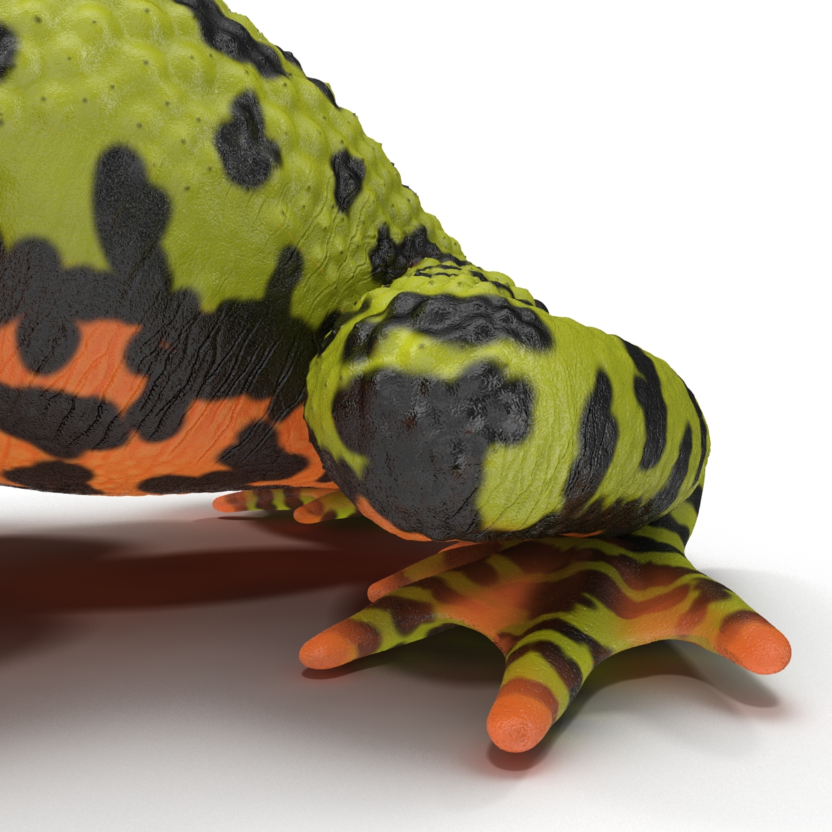 Fire Bellied Toad Frog Pose 2 3D model