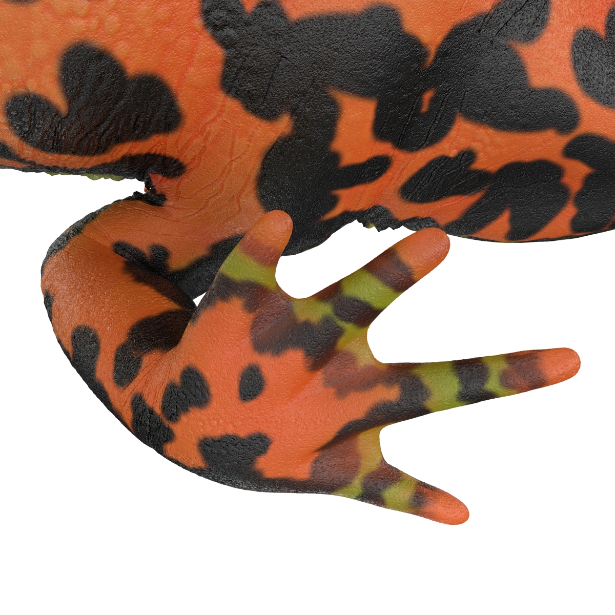 Fire Bellied Toad Frog Pose 2 3D model