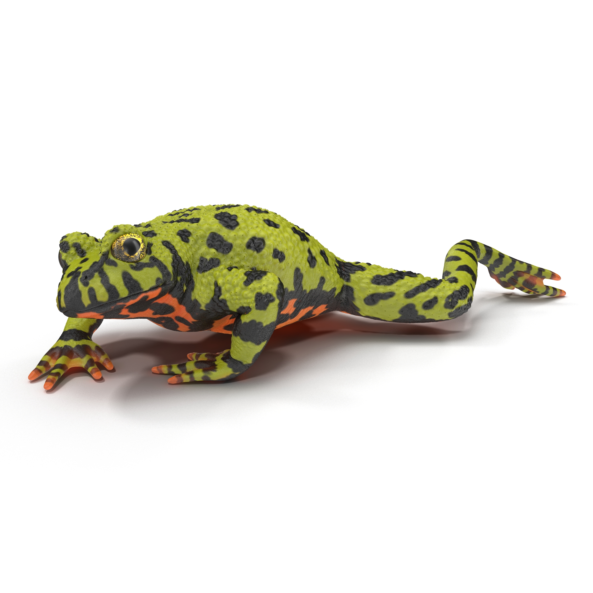 Fire Bellied Toad Frog Pose 3 3D model