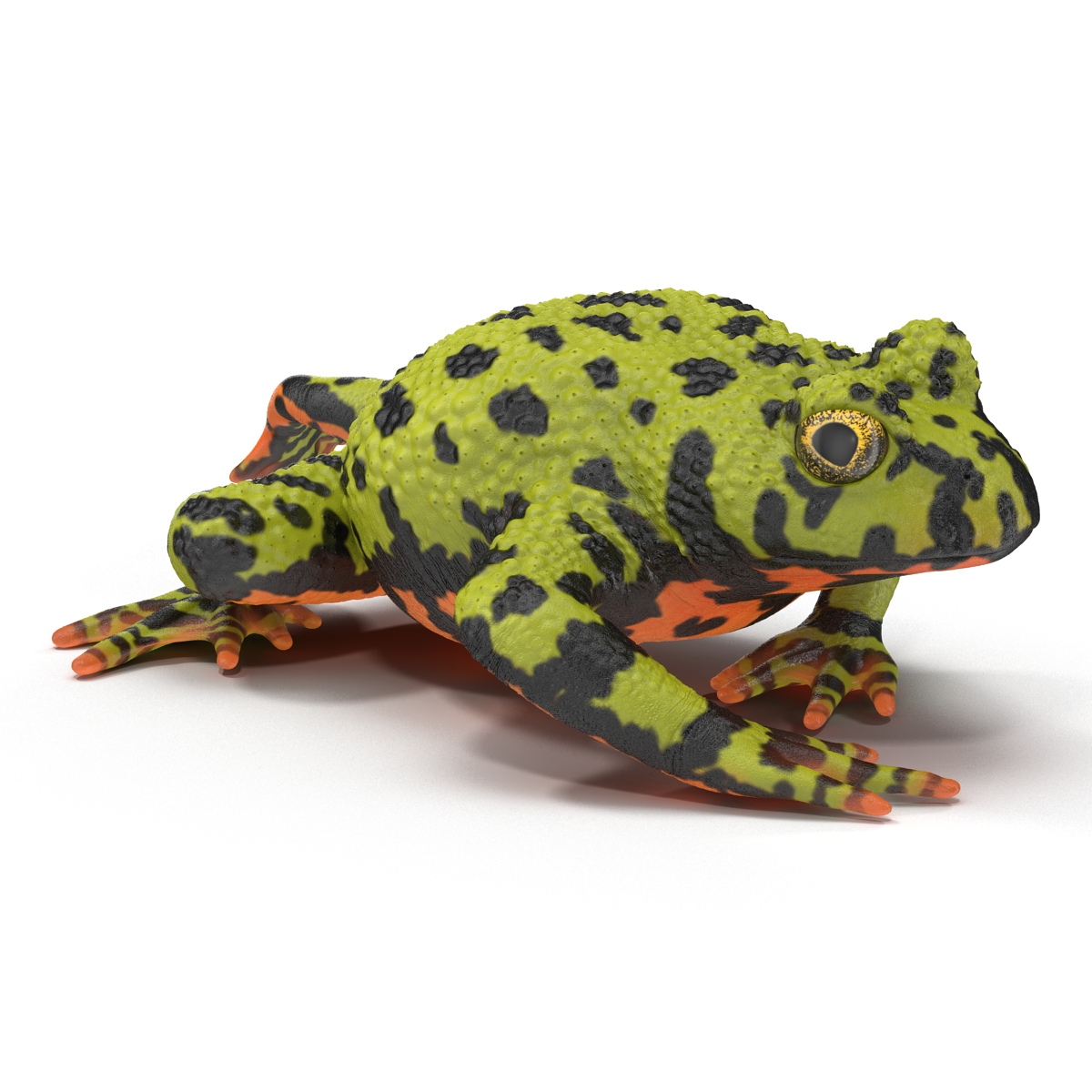 Fire Bellied Toad Frog Pose 3 3D model