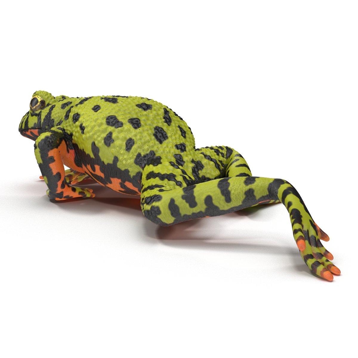 Fire Bellied Toad Frog Pose 3 3D model