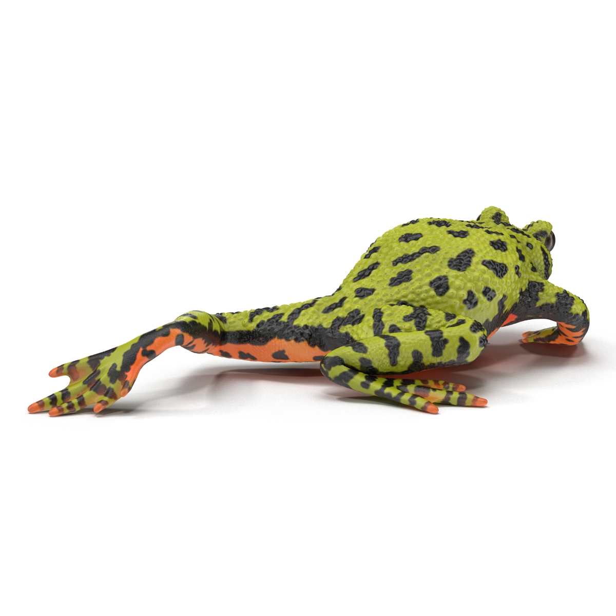 Fire Bellied Toad Frog Pose 3 3D model