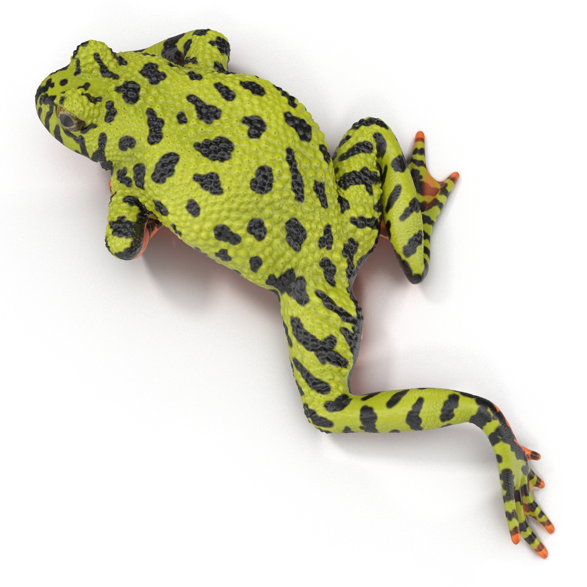 Fire Bellied Toad Frog Pose 3 3D model