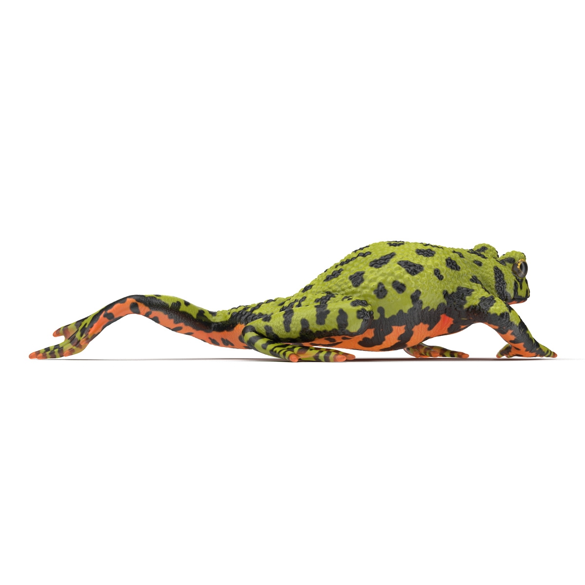 Fire Bellied Toad Frog Pose 3 3D model