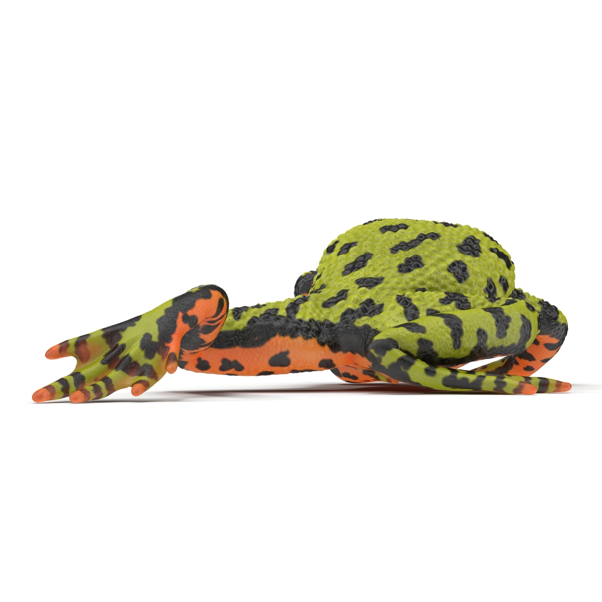 Fire Bellied Toad Frog Pose 3 3D model