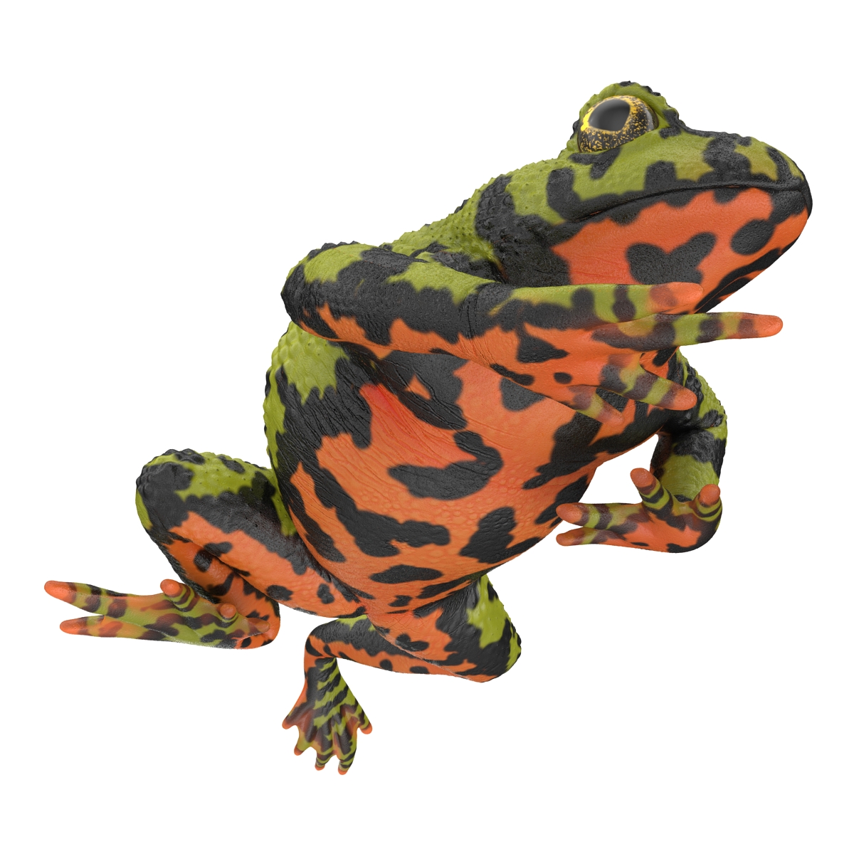 Fire Bellied Toad Frog Pose 3 3D model