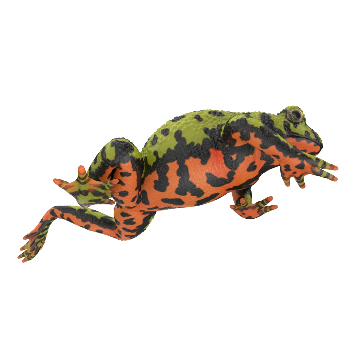 Fire Bellied Toad Frog Pose 3 3D model