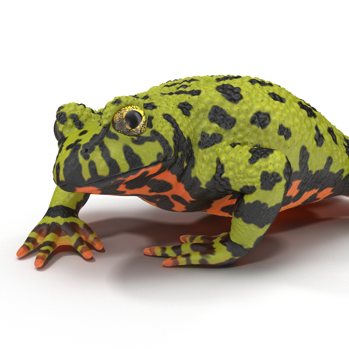 Fire Bellied Toad Frog Pose 3 3D model