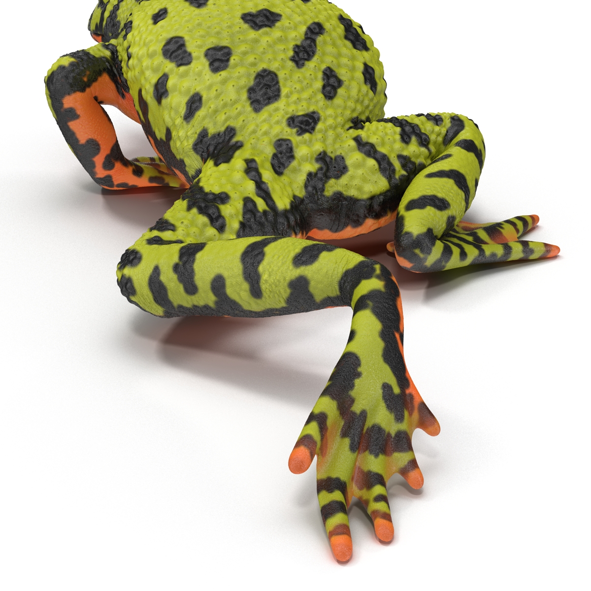 Fire Bellied Toad Frog Pose 3 3D model