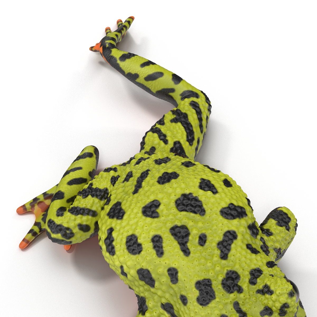 Fire Bellied Toad Frog Pose 3 3D model