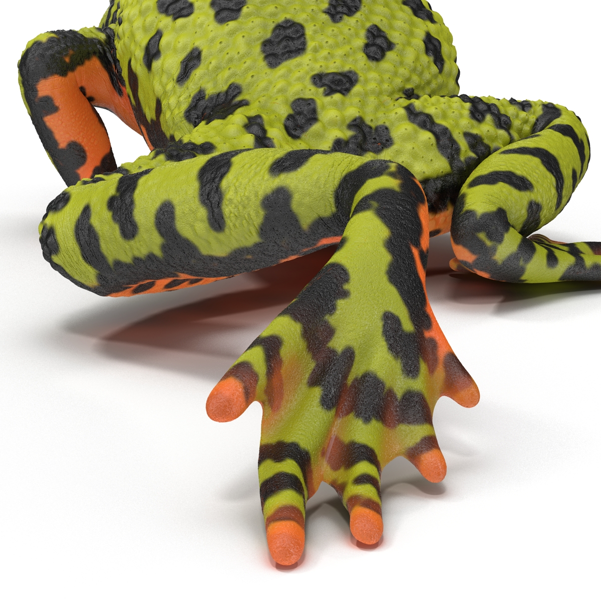 Fire Bellied Toad Frog Pose 3 3D model