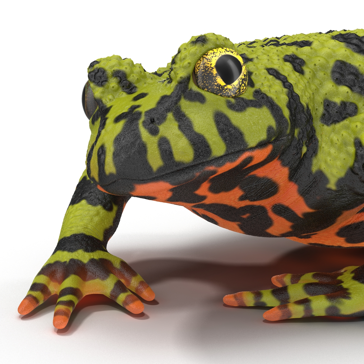 Fire Bellied Toad Frog Pose 3 3D model