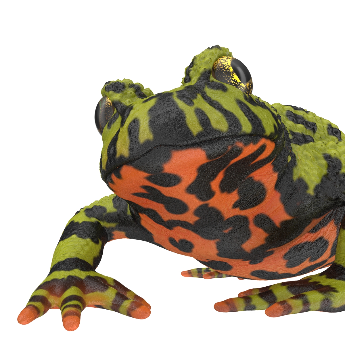 Fire Bellied Toad Frog Pose 3 3D model