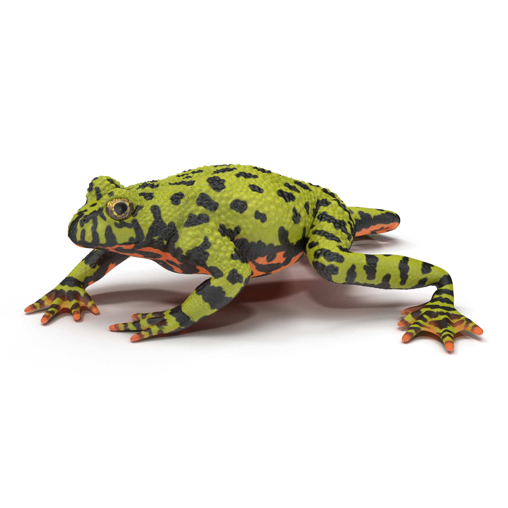 Fire Bellied Toad Frog Pose 4 3D model