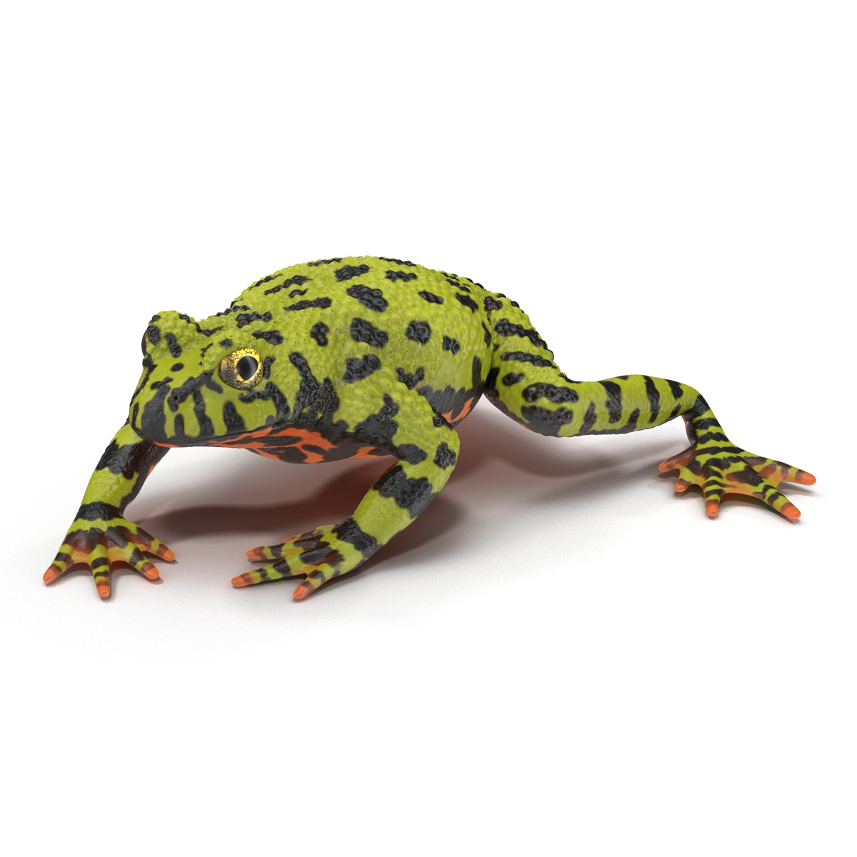 Fire Bellied Toad Frog Pose 4 3D model