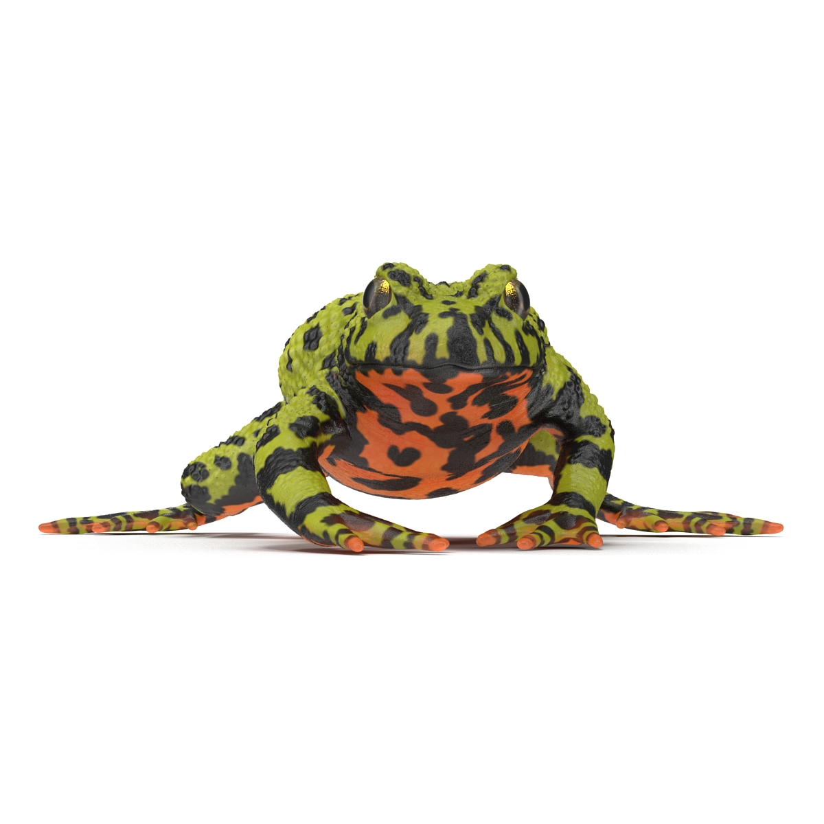 Fire Bellied Toad Frog Pose 4 3D model