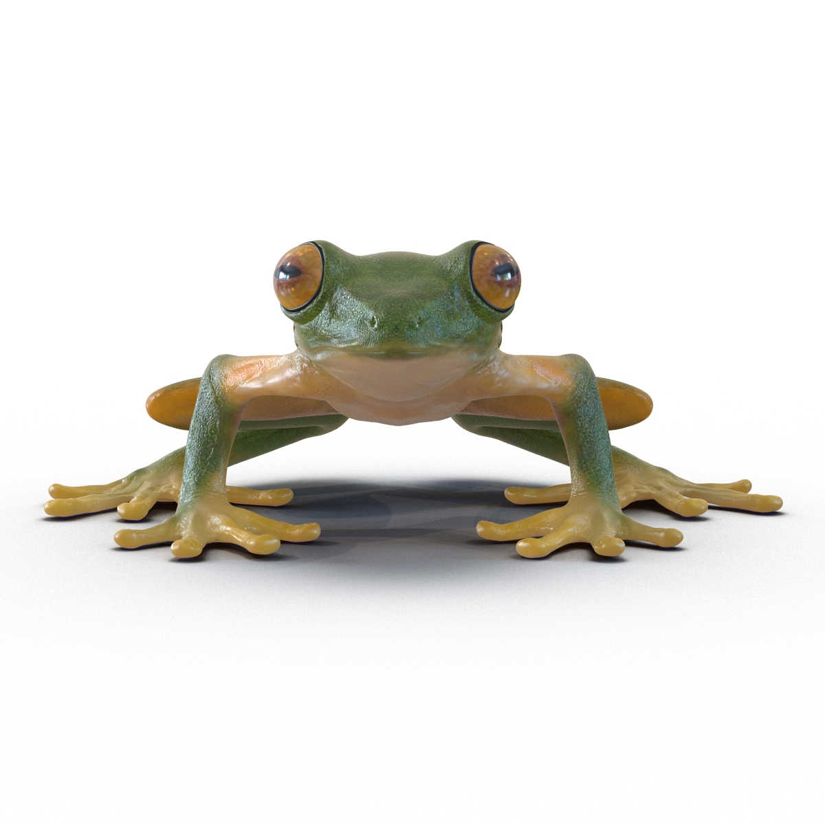 Tree Frog 3D model