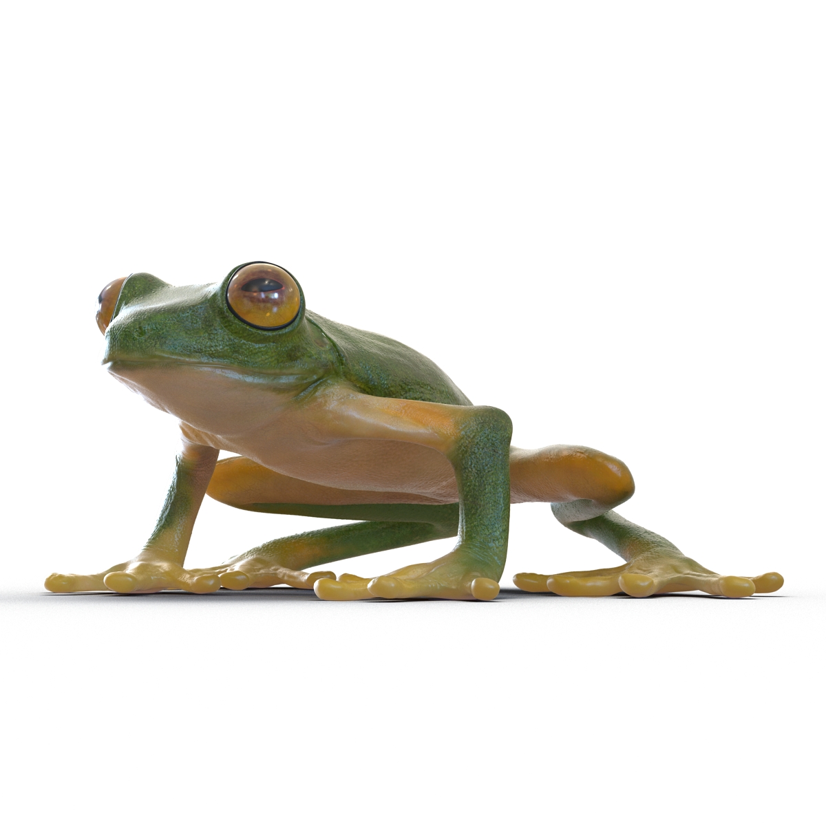 Tree Frog 3D model