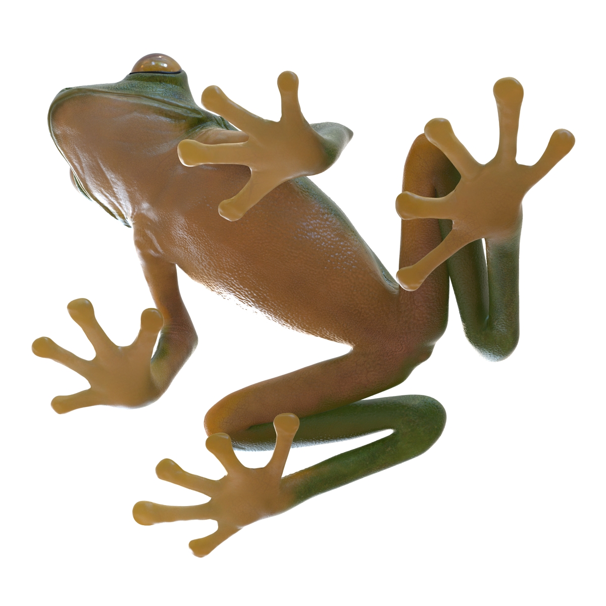 Tree Frog 3D model