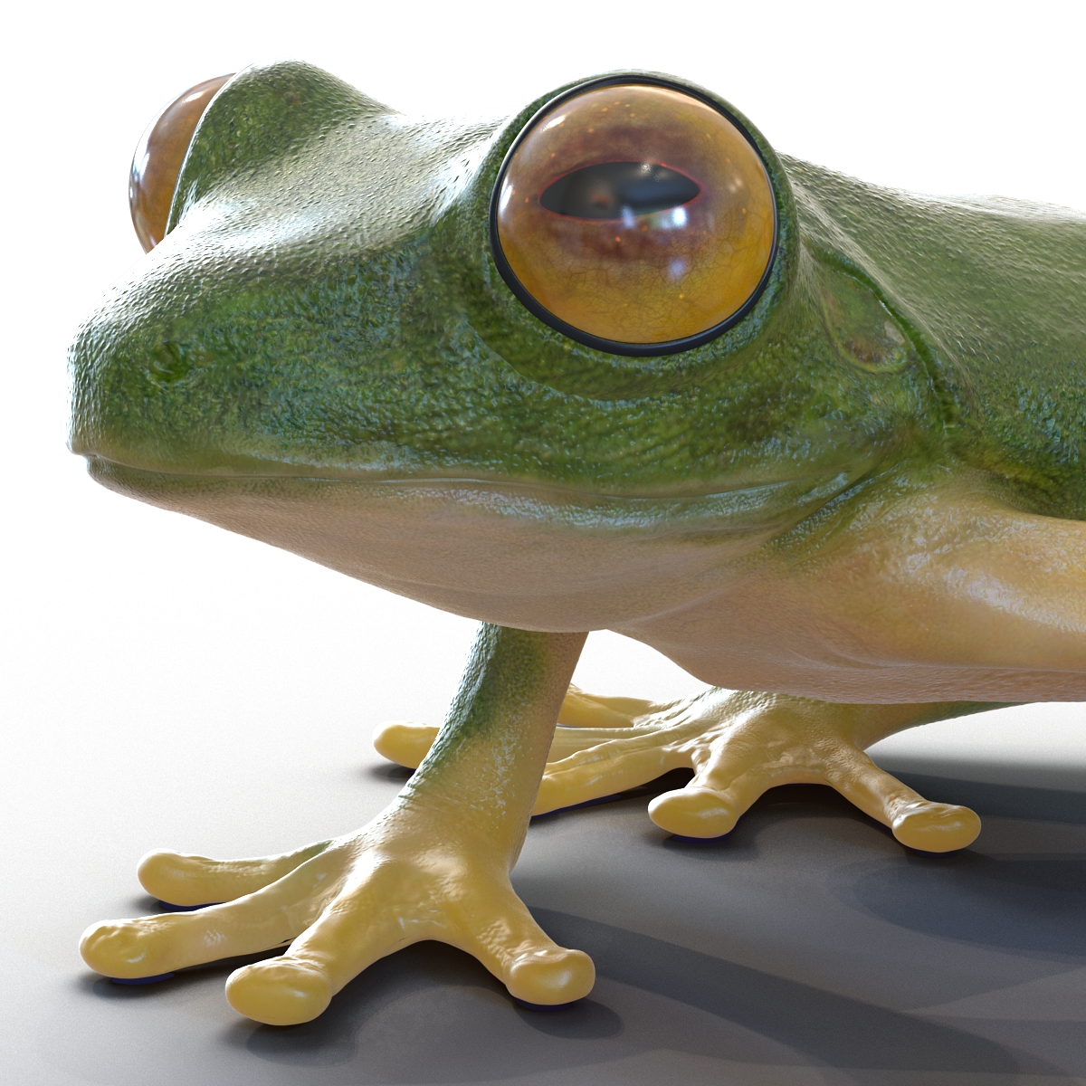 Tree Frog 3D model