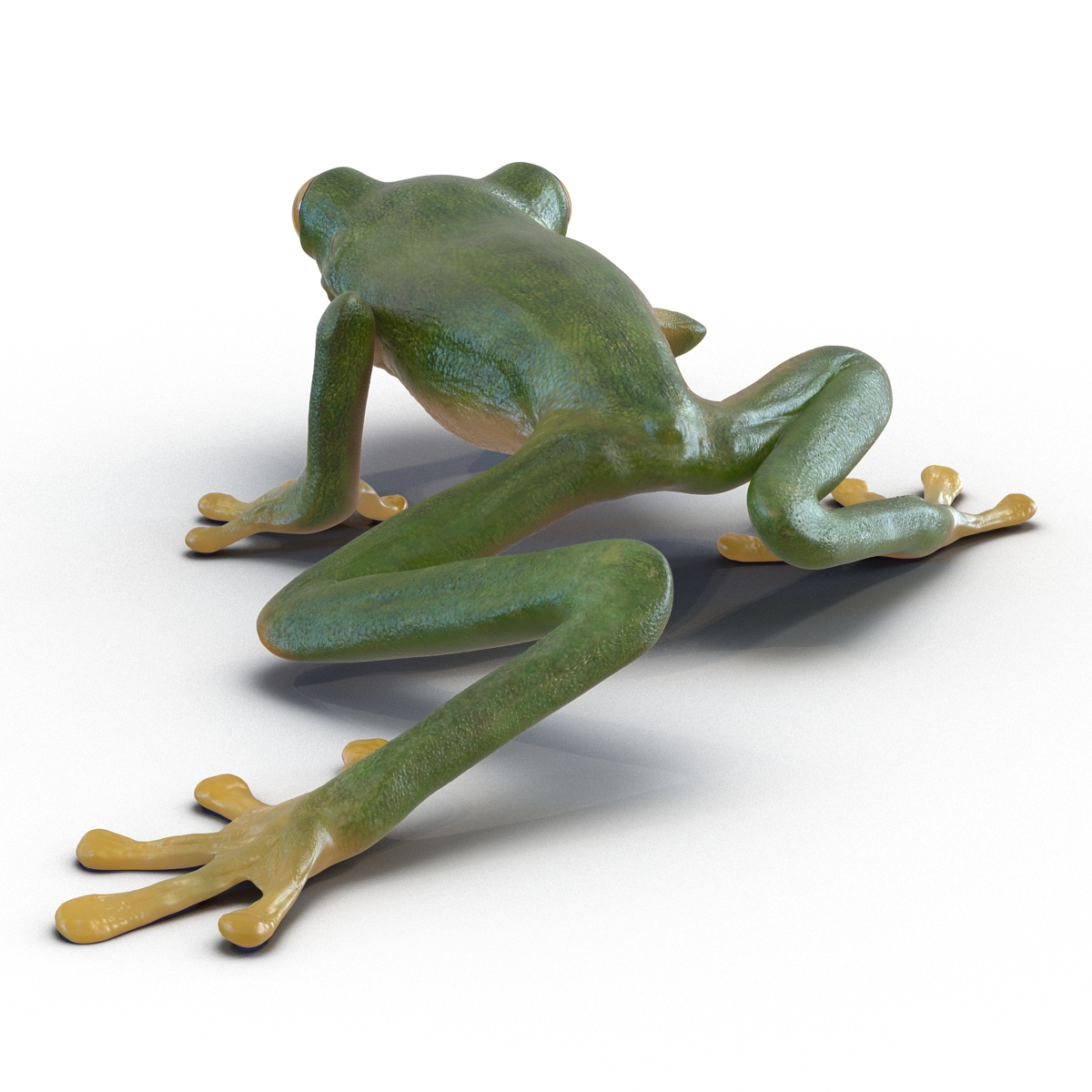 3D Tree Frog Pose 2