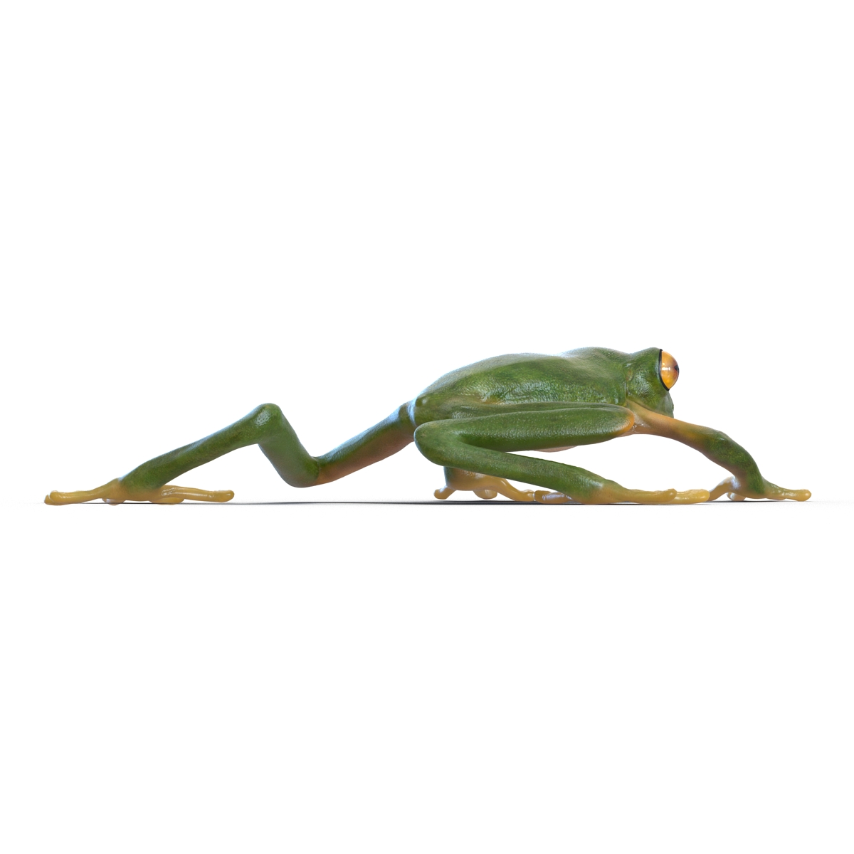 3D Tree Frog Pose 2