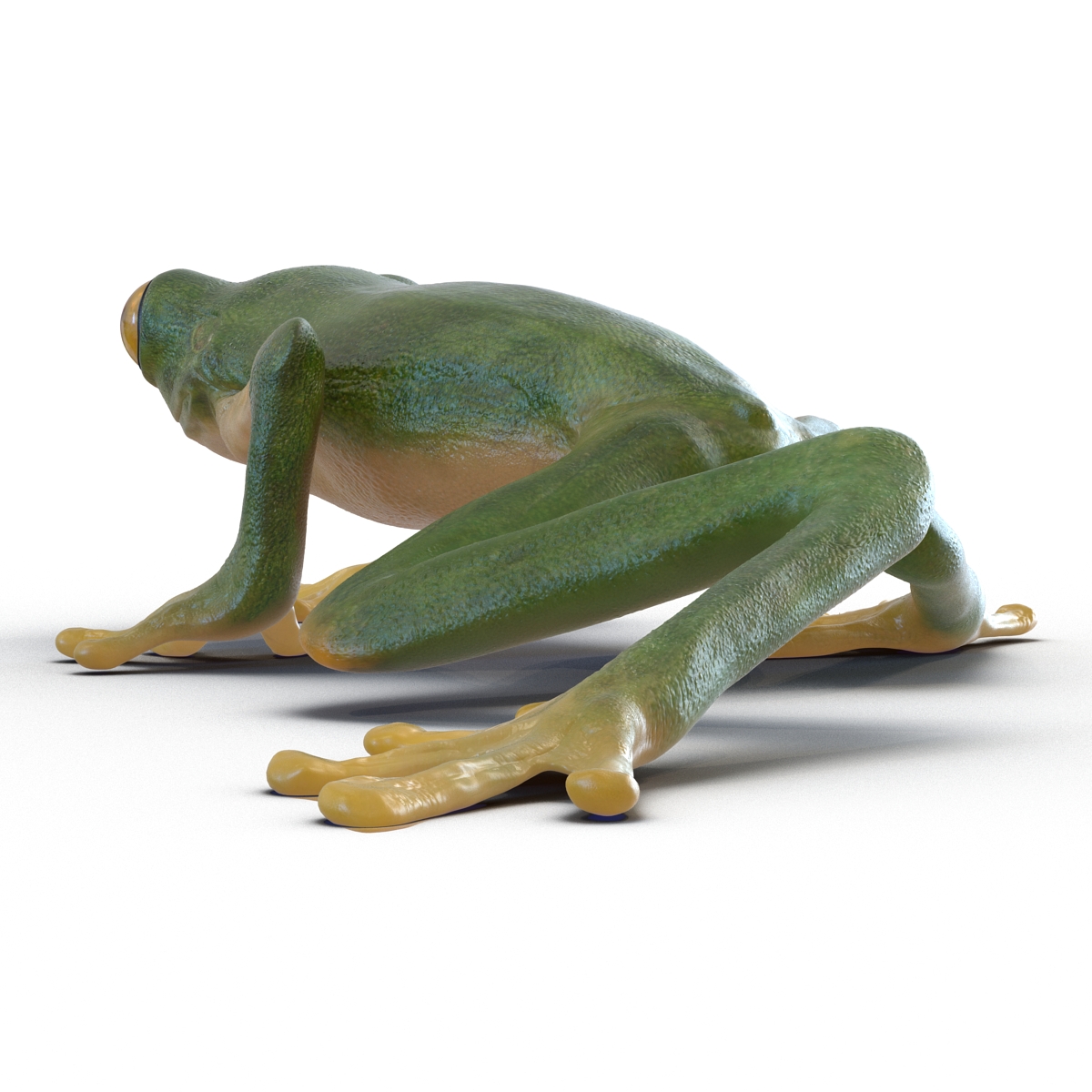 3D Tree Frog Pose 2