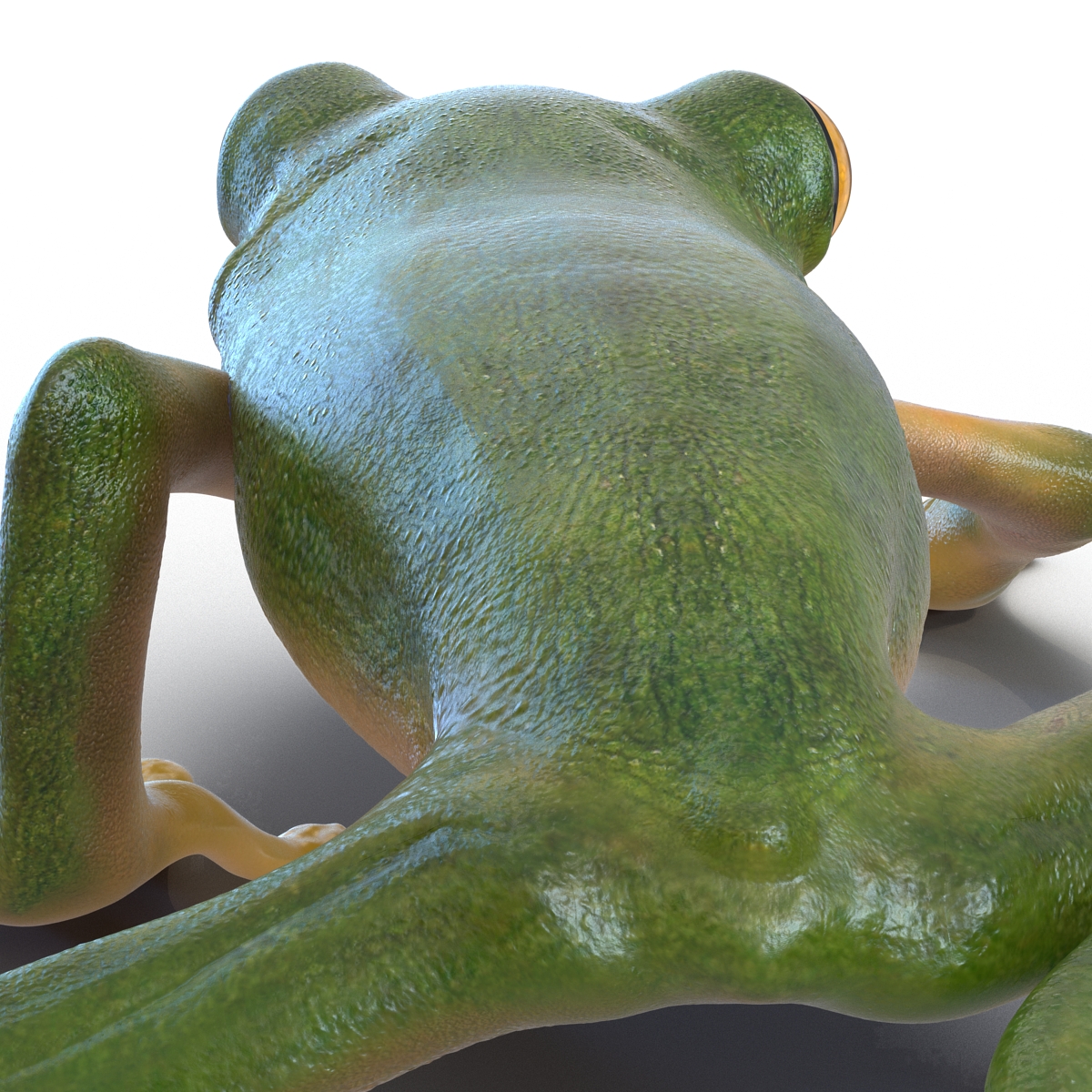 3D Tree Frog Pose 2